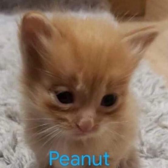 Peanut