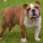 Lulu * Mixed Breed Large (>45 Lbs Fully Grown) * Dog