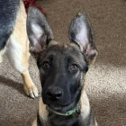 Havik Shepherd, Belgian Malinois Dog